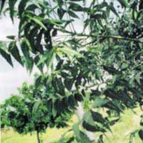 Neem Fertilizer