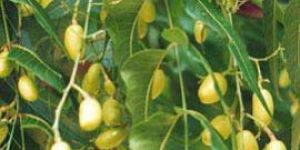 Neem Fruit