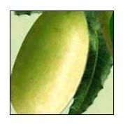 Neem Fruit 02