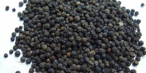 Black Pepper Seeds