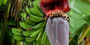 Banana Flower
