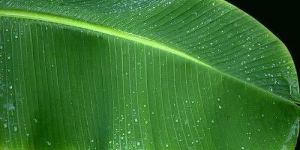 Banana Leaves