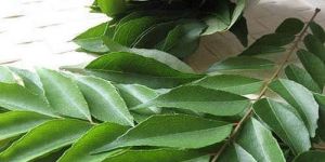 Curry Leaves