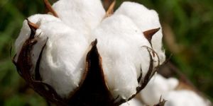 Raw Cotton