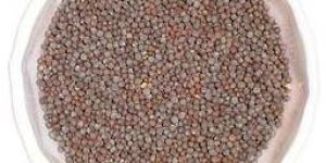 Mustard Seeds