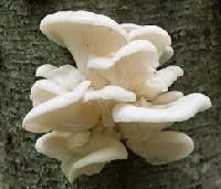 Oyster Mushrooms Spawn