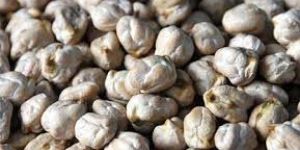 White Chickpeas