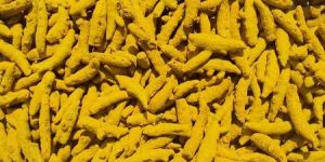 Erode Turmeric Finger