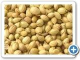 Coriander