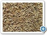 Cumin