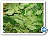 Curry Leaves