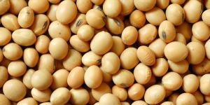 Soybean Seeds