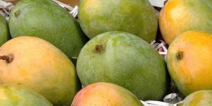 Kesar Mangoes