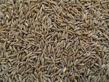 Cumin Seeds