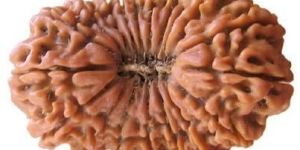 Rudraksha