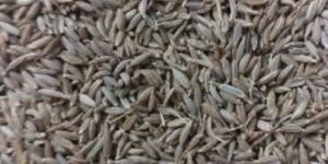 Cumin Seed