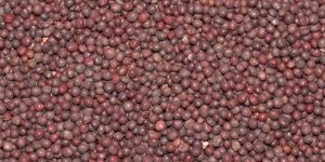 Mustard Seeds