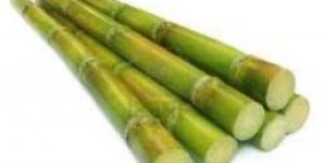 Sugarcane