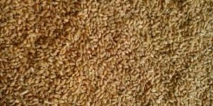 Wheat Seeds
