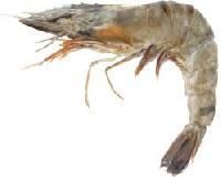 Black Tiger Prawns