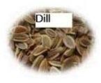 Dill Seeds