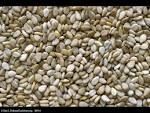 Sesame Seeds