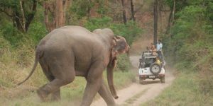 CORBETT JEEP SAFARI Services