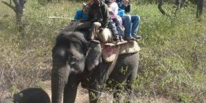 ONLINE CORBETT ELEPHANT SAFARI