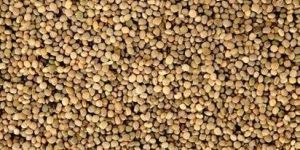 Guar Gum Seeds