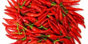 Fresh Red Chilli