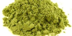 Cassia Obovata Powder