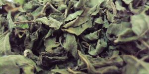 Dried Tulsi Leaves