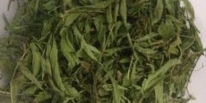 Stevia Leave