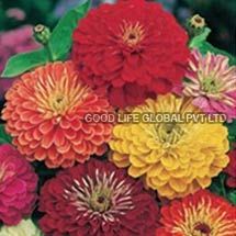 Zinnia Seeds