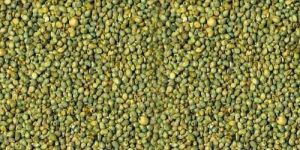 Millet Seeds