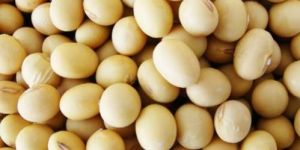 Soya Beans