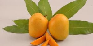 Alphonso Mango