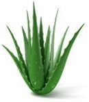 Aloe Vera Leaves