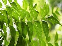 Neem Leaves