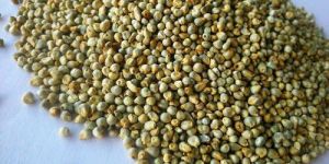 Green Millet Seeds
