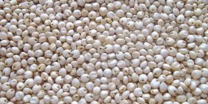 Sorghum Seeds