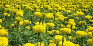 Marigold Seeds