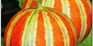 Muskmelon