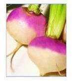 Turnip