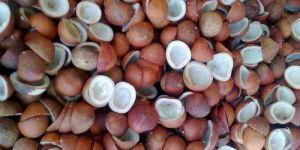 Coconut Copra