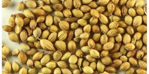 Coriander Seeds