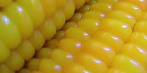 Yellow Corn