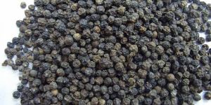 Black Pepper Seeds