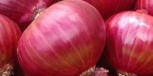 Fresh Red Onion