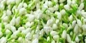 Jasmine Flowers